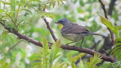 Setophaga kirtlandii