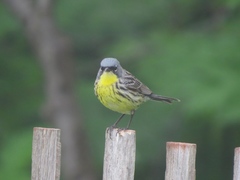 Setophaga kirtlandii