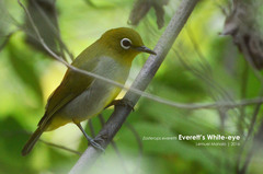 Zosterops everetti