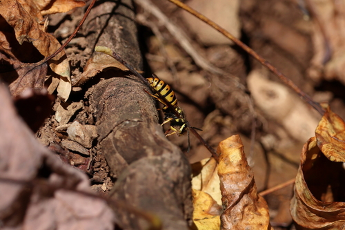 Photo of Eastern Yellowjacket (Vespula maculifrons)