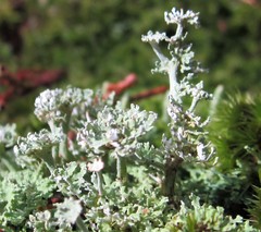 Cladonia rappii