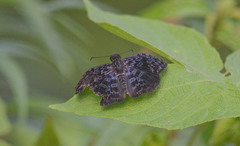 Cycloglypha thrasibulus