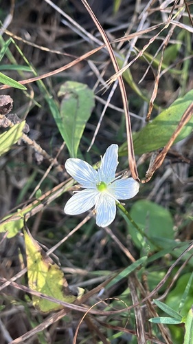 Image of Parnassia grandifolia by (c) diana schwartz, some rights reserved (CC BY)