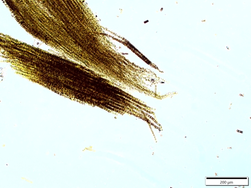 Trichodesmium erythraeum, 2023-10-18