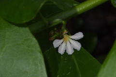 Scaevola taccada
