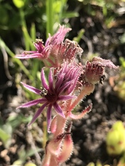 Sempervivum
