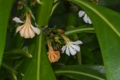 Scaevola taccada