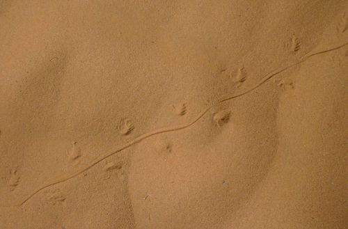 Lesser Egyptian Jerboa