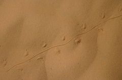 Lesser Egyptian Jerboa photo 3