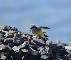 Tyrannus verticalis
