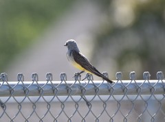 Tyrannus verticalis