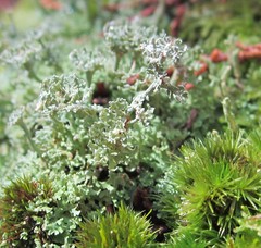 Cladonia rappii