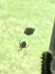 Araneae