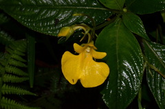 Impatiens oncidioides
