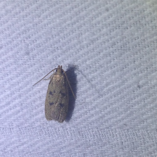 Glyphidocera septentrionella photo 4