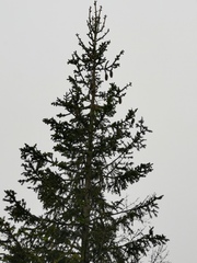 Picea jezoensis jezoensis