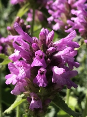 Betonica hirsuta
