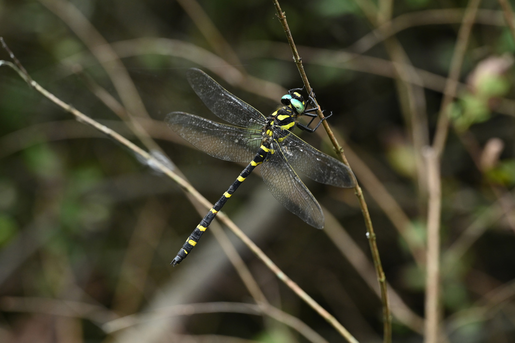 Anotogaster chaoi