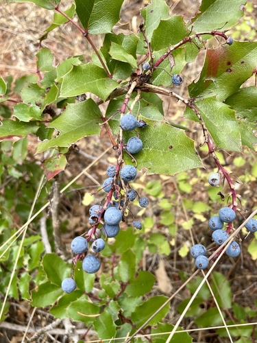 Image of Berberis piperiana by (c) Karen Offereins, some rights reserved (CC BY)