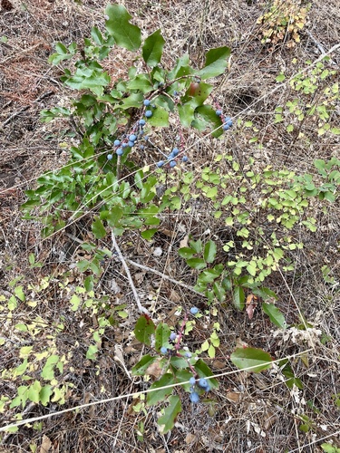 Image of Berberis piperiana by (c) Karen Offereins, some rights reserved (CC BY)