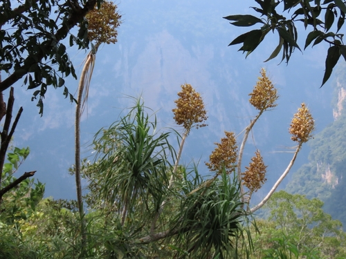 Beaucarnea goldmanii (Beaucarnea goldmanii)