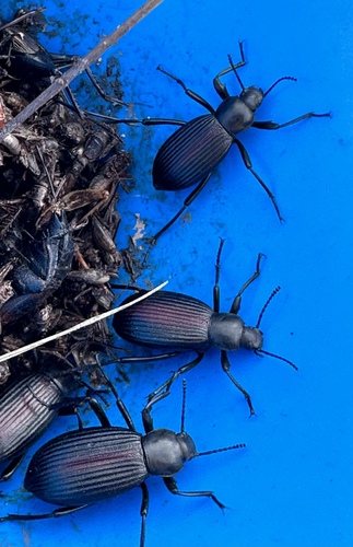 Rough-lipped Darkling Beetle