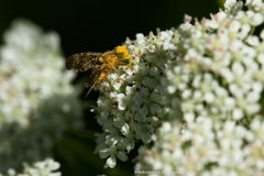 Oxyna flavipennis