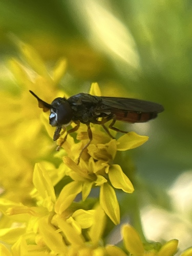 Eastern Bighorn Fly