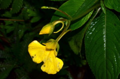 Impatiens oncidioides