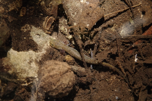 Eurycea tonkawae
