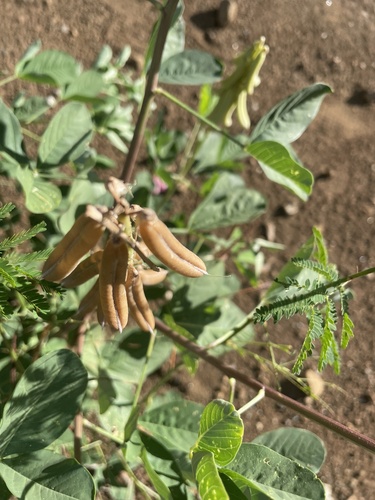 Crotalaria pallida observed 2024-10-12