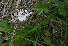 Abraxas grossulariata