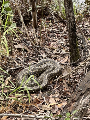 Coastal Carpet Python sighting
