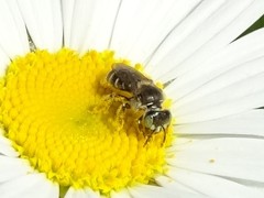 Calliopsis andreniformis