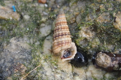 Pirenella cingulata