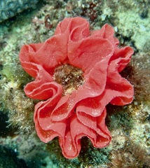 Hexabranchus sanguineus