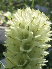 Campanula thyrsoides