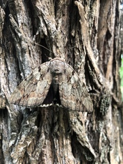 Catocala agrippina
