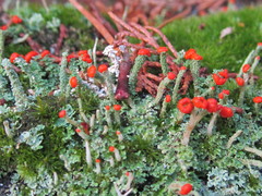 Cladonia didyma