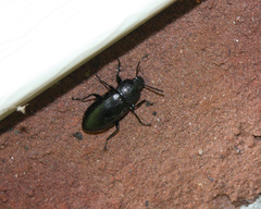 Centronopus calcaratus