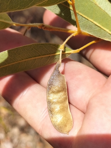 Lamprolobium fruticosum observed 2024-10-13