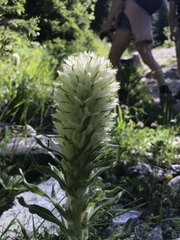 Campanula thyrsoides