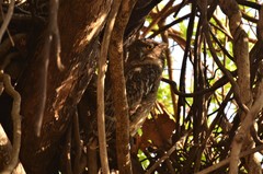 Ketupa zeylonensis