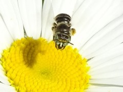 Calliopsis andreniformis