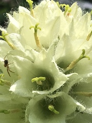 Campanula thyrsoides