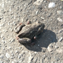 Pelobates vespertinus