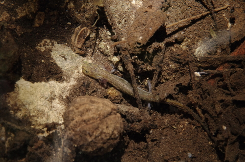 Jollyville Plateau Salamander, Eurycea tonkawae