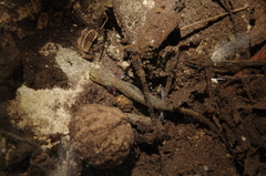 Jollyville Plateau Salamander photo 3