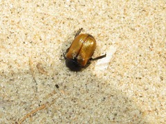 Phyllopertha horticola