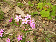 Centaurium littorale